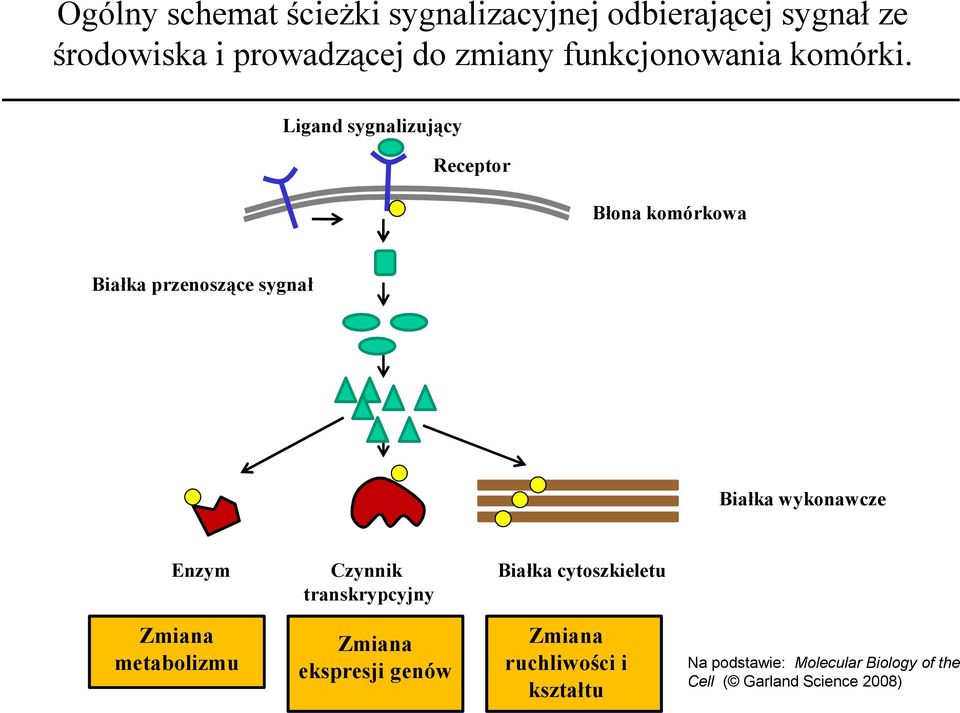 Ligand sygnalizujący Receptor Błona komórkowa Białka przenoszące sygnał Białka wykonawcze Enzym