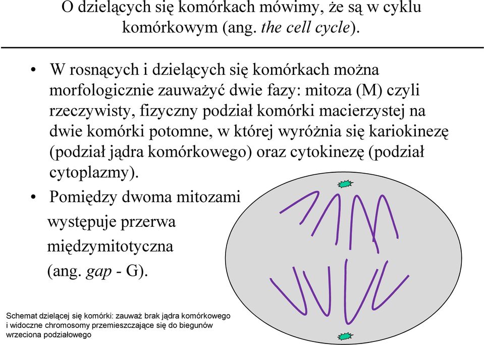 macierzystej na dwie komórki potomne, w której wyróżnia się kariokinezę (podział jądra komórkowego) oraz cytokinezę (podział cytoplazmy).