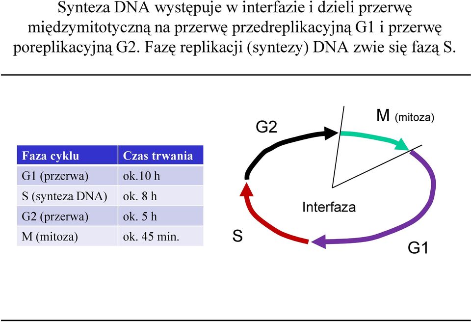 Fazę replikacji (syntezy) DNA zwie się fazą S.