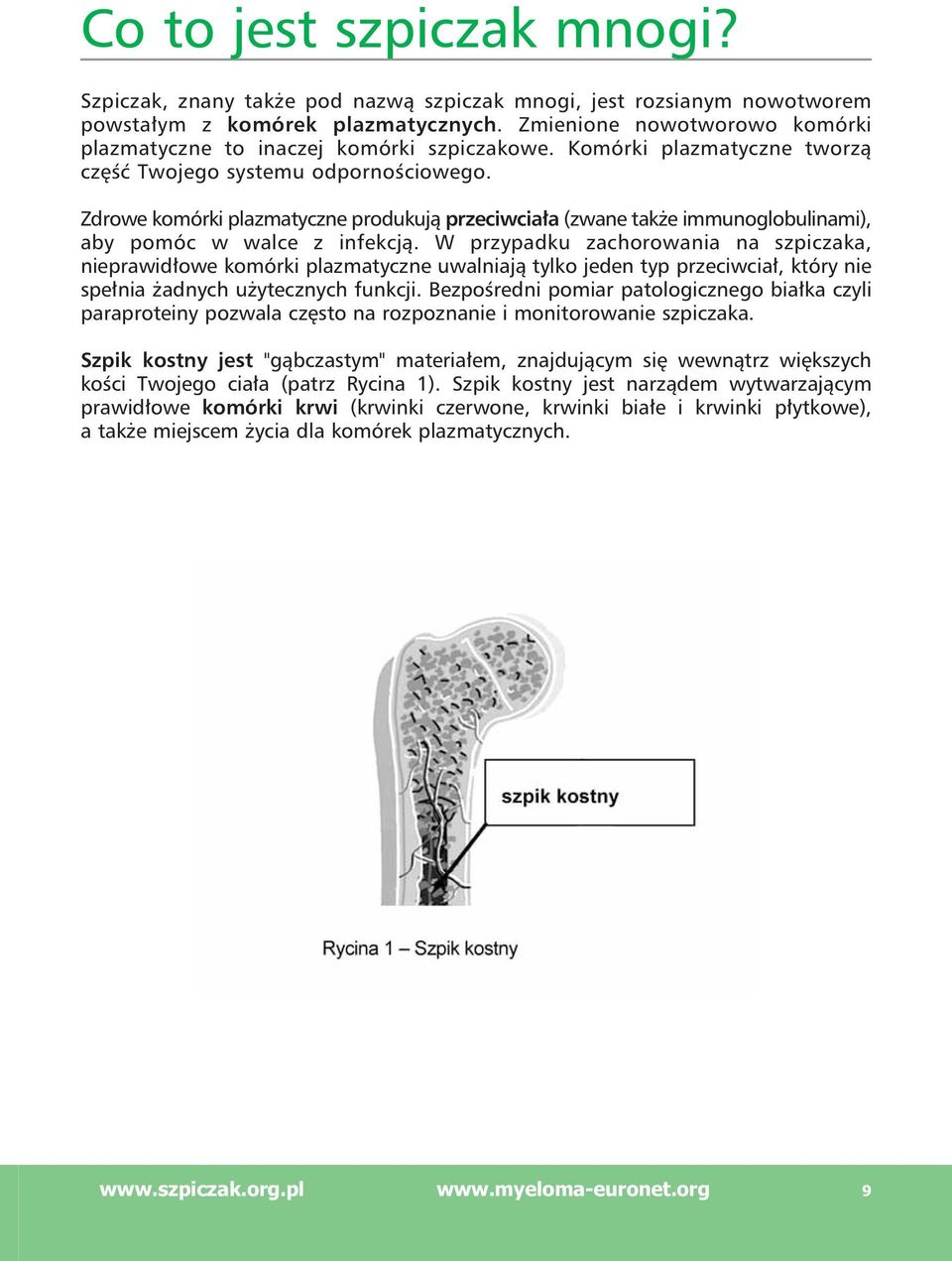 Zdrowe komórki plazmatyczne produkują przeciwciała (zwane także immunoglobulinami), aby pomóc w walce z infekcją.