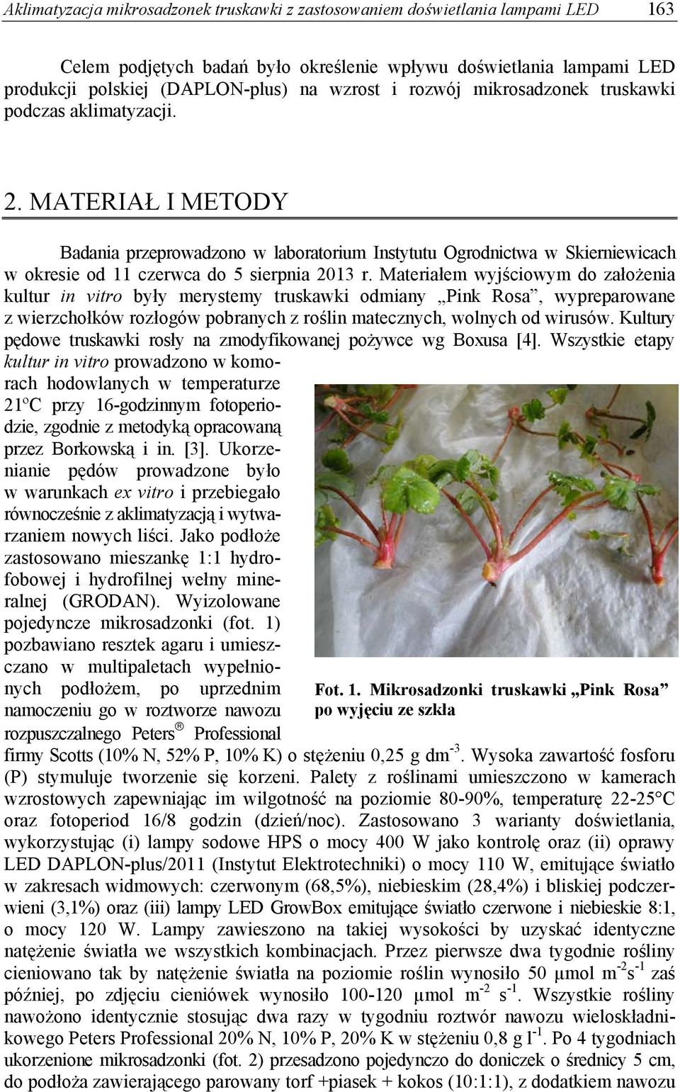 Materiałem wyjściowym do założenia kultur in vitro były merystemy truskawki odmiany Pink Rosa, wypreparowane z wierzchołków rozłogów pobranych z roślin matecznych, wolnych od wirusów.