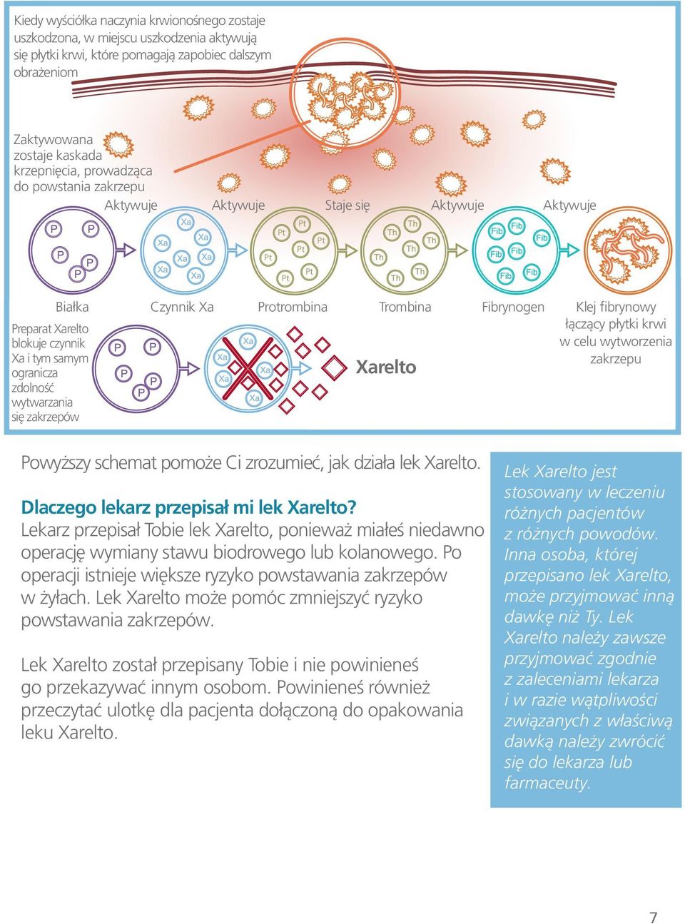 Xa i tym samym ogranicza zdolność wytwarzania się zakrzepów Xarelto łączący płytki krwi w celu wytworzenia zakrzepu Powyższy schemat pomoże Ci zrozumieć, jak działa lek Xarelto.