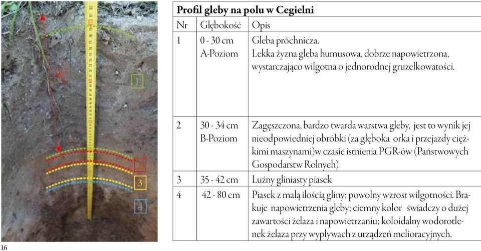 16 2 30-34 cm B-Poziom Zagęszczona, bardzo twarda warstwa gleby, jest to wynik jej nieodpowiedniej obróbki (za głęboka orka i przejazdy ciężkimi maszynami)w czasie