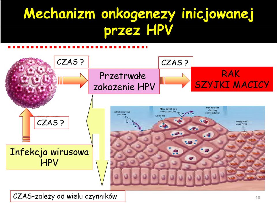 CZAS? Przetrwałe zakażenie HPV RAK SZYJKI