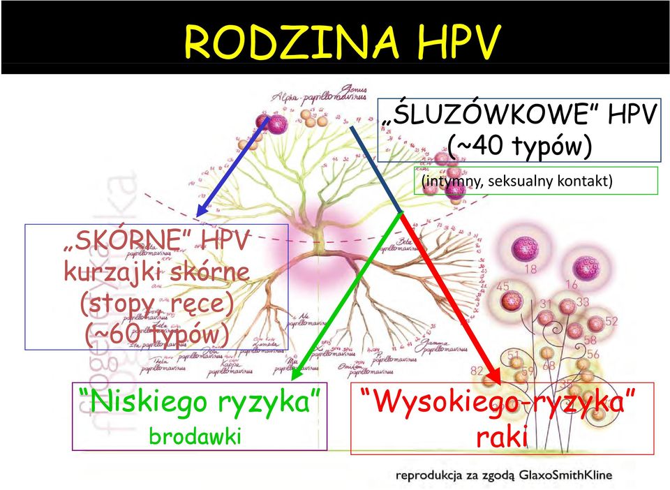 (~40 typów) (intymny, y seksualny kontakt)