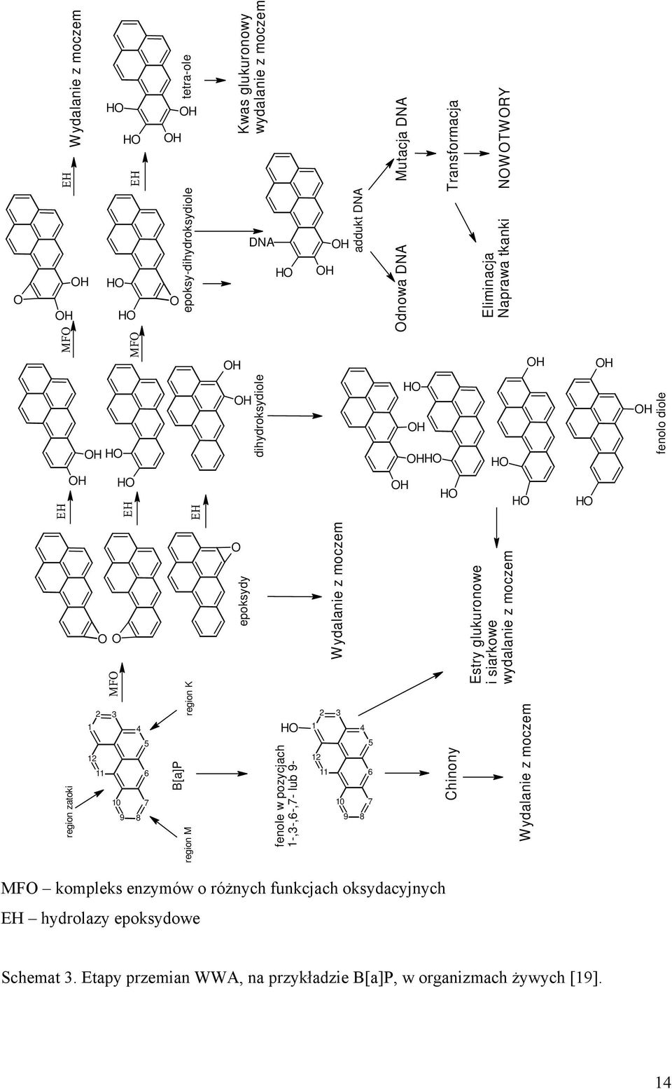 6 7 8 B[a]P region M region K O epoksydy HO fenole w pozycjach 1-,3-,6-,7- lub 9- W ydalanie z moczem 2 3 1 12 11 10 9 4 5 6 7 8 Chinony Estry glukuronowe i siarkowe wydalanie z