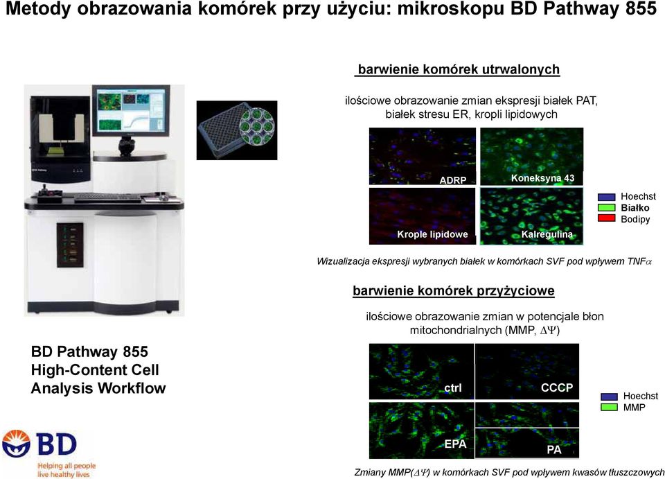 białek w komórkach SVF pod wpływem TNFα barwienie komórek przyżyciowe BD Pathway 855 High-Content Cell Analysis Workflow ilościowe obrazowanie