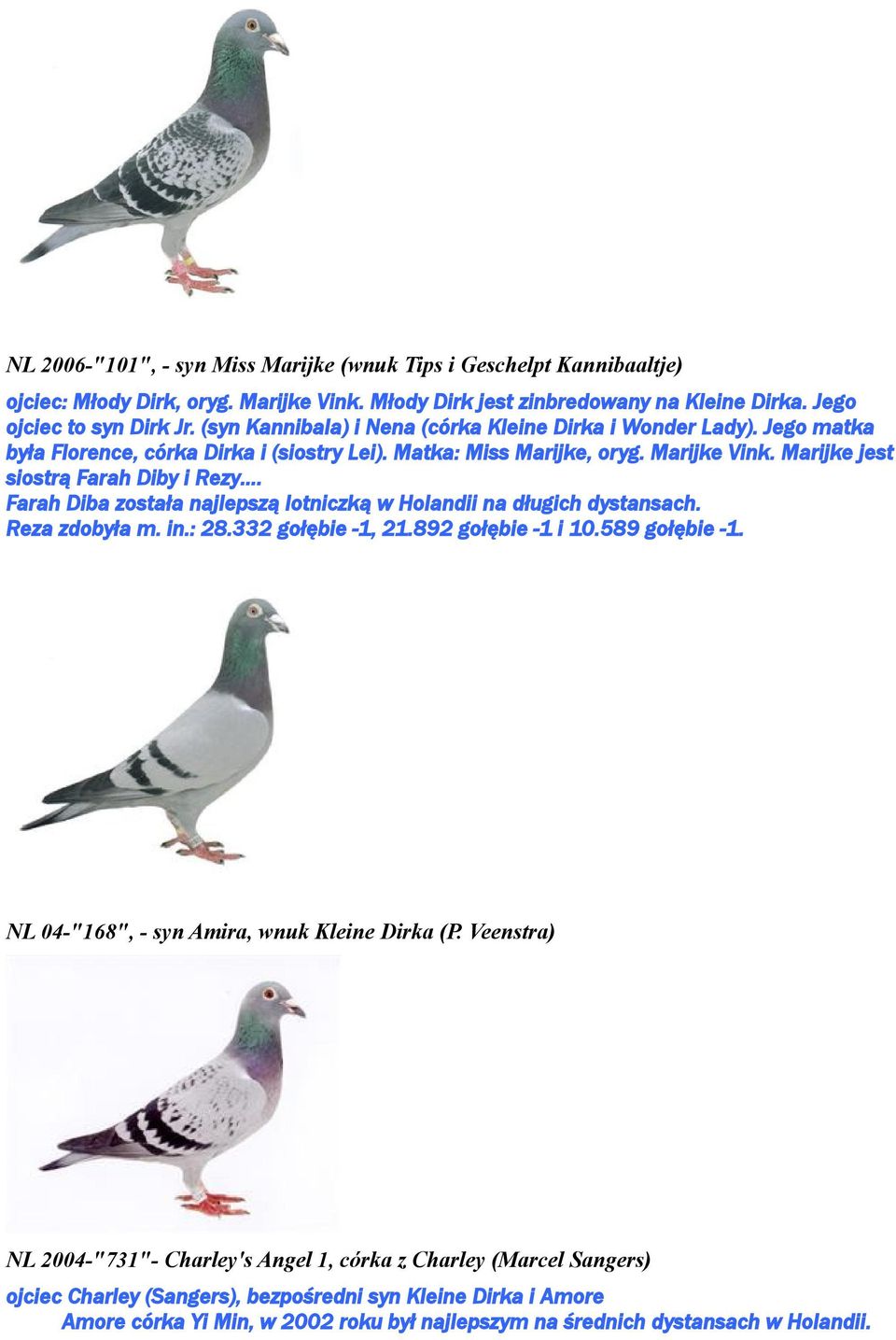 Farah Diba została najlepszą lotniczką w Holandii na długich dystansach. Reza zdobyła m. in.: 28.332 gołębie -1, 21.892 gołębie -1 i 10.589 gołębie -1. NL 04-"168", - syn Amira, wnuk Kleine Dirka (P.