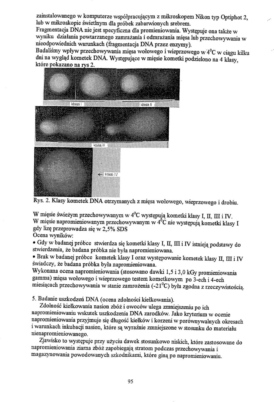 Badaliśmy wpływ przechowywania mięsa wolowego i wieprzowego w 4 C w ciągu kilku dni na wygląd kometek DNA. Występujące w mięsie kometki podzielono na 4 klasy, które pokazano na rys 2.