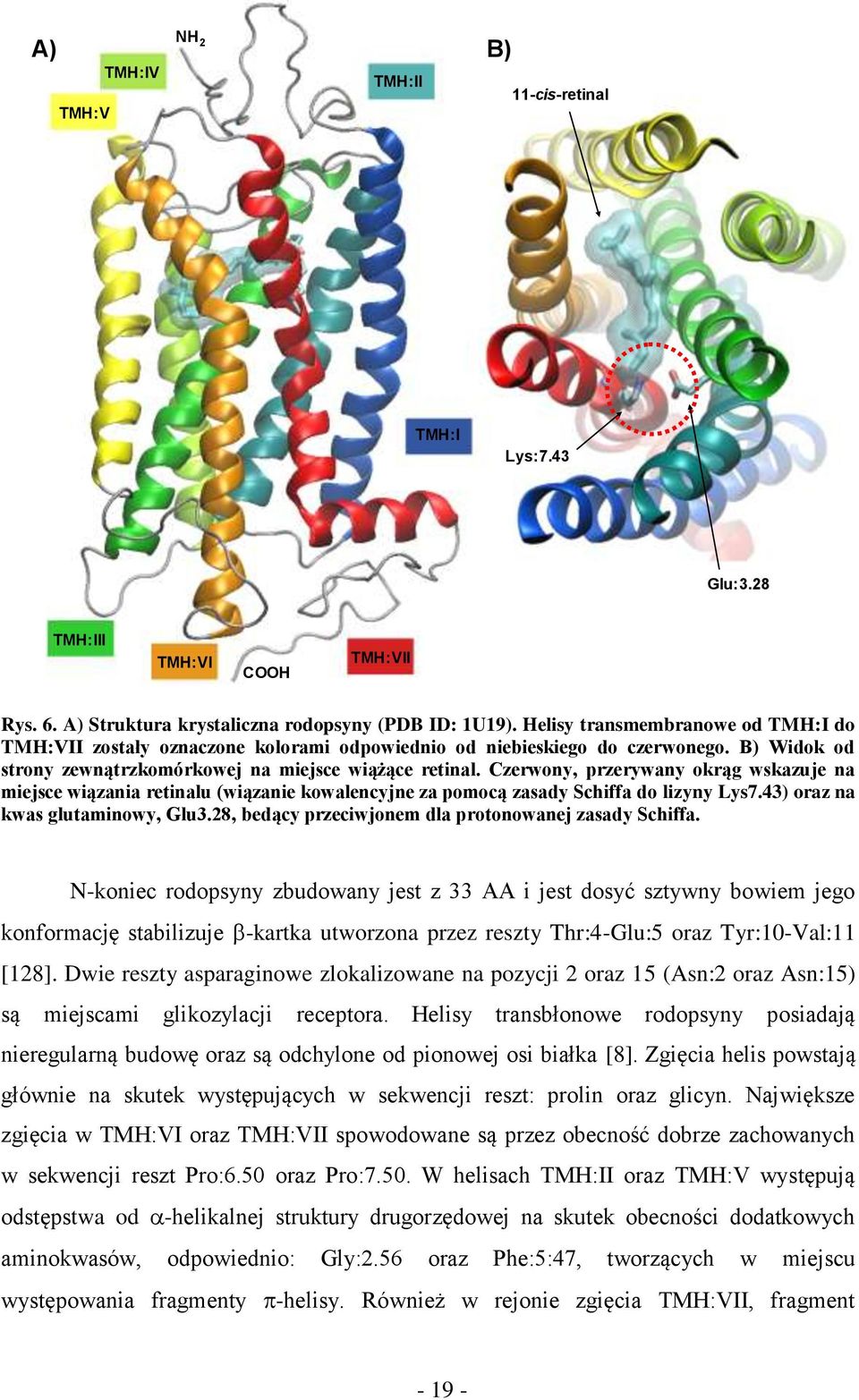 Czerwony, przerywany okrąg wskazuje na miejsce wiązania retinalu (wiązanie kowalencyjne za pomocą zasady Schiffa do lizyny Lys7.43) oraz na kwas glutaminowy, Glu3.
