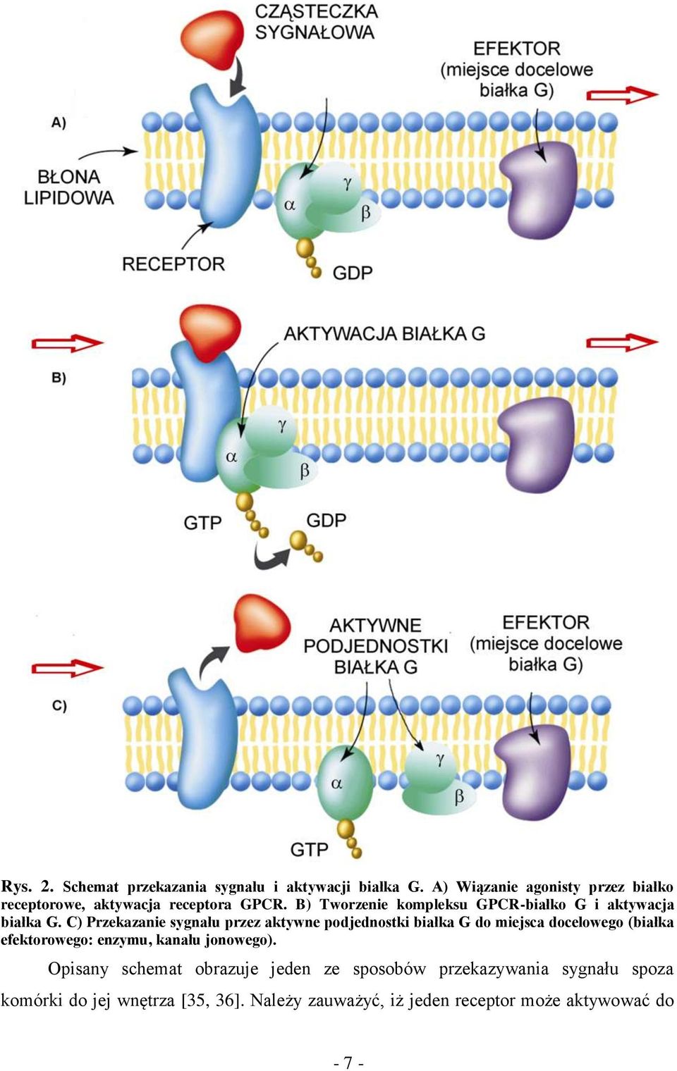 B) Tworzenie kompleksu GPCR-białko G i aktywacja białka G.