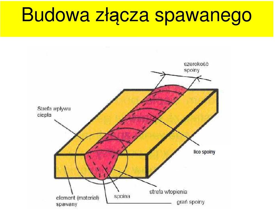 spawanego