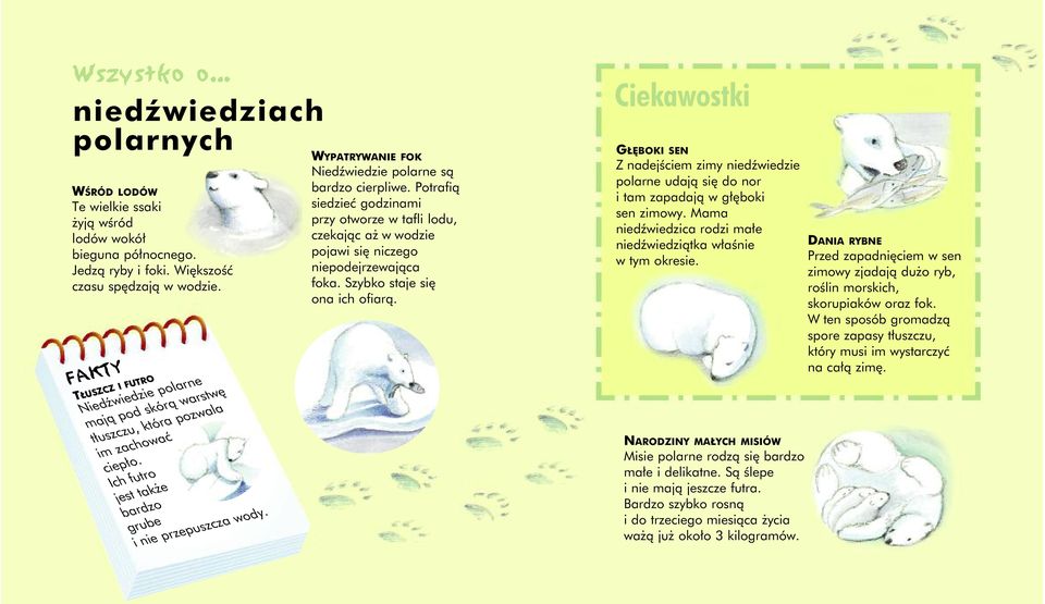 WYPATRYWANIE FOK Niedźwiedzie polarne są bardzo cierpliwe. Potrafią siedzieć godzinami przy otworze w tafli lodu, czekając aż w wodzie pojawi się niczego niepodejrzewająca foka.