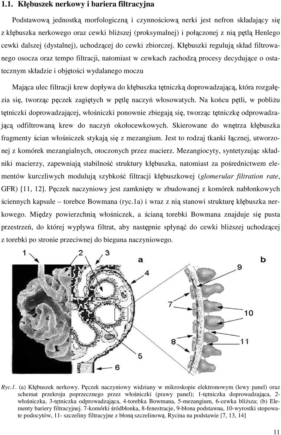 Kłębuszki regulują skład filtrowanego osocza oraz tempo filtracji, natomiast w cewkach zachodzą procesy decydujące o ostatecznym składzie i objętości wydalanego moczu Mająca ulec filtracji krew