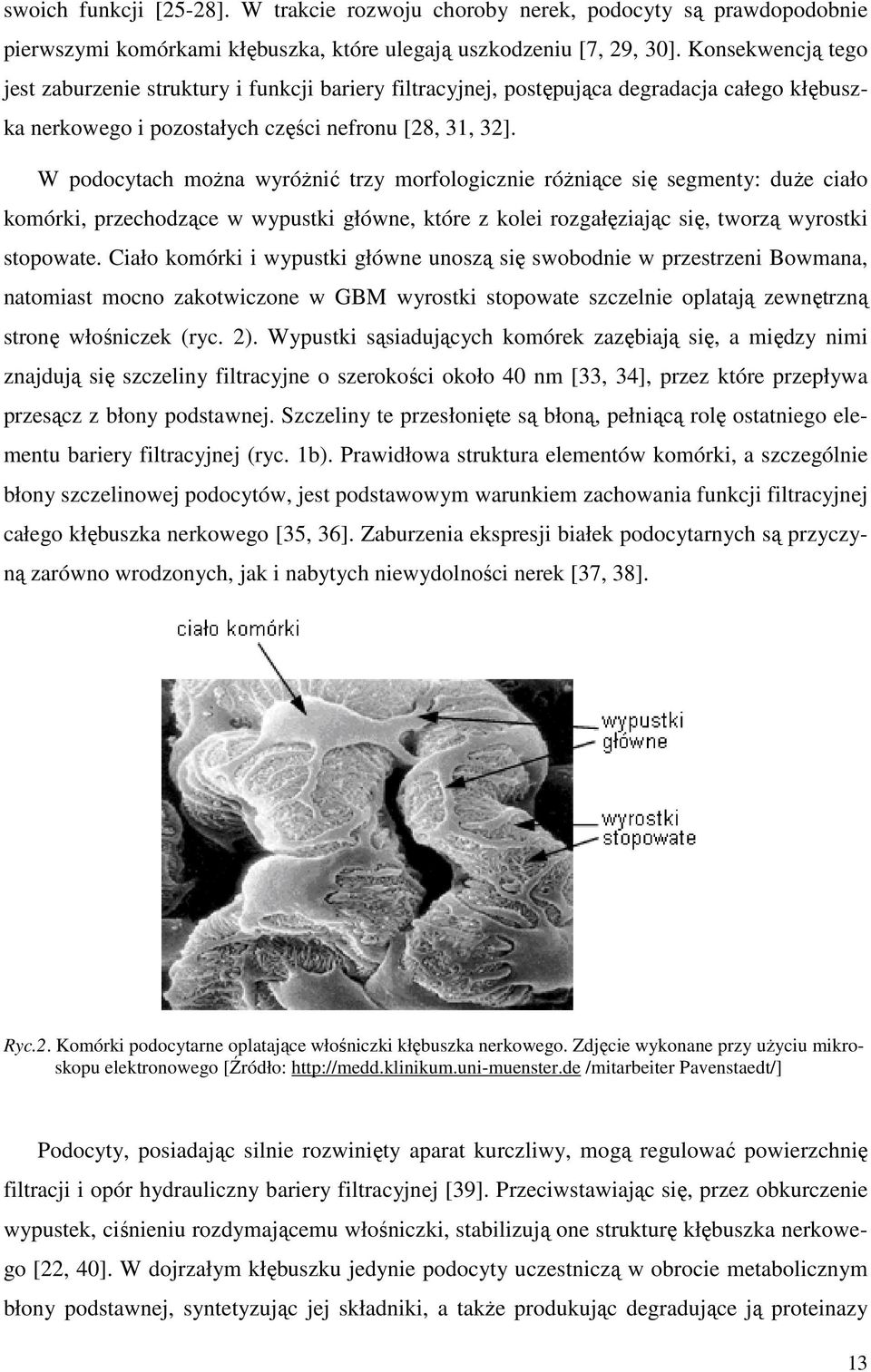 W podocytach można wyróżnić trzy morfologicznie różniące się segmenty: duże ciało komórki, przechodzące w wypustki główne, które z kolei rozgałęziając się, tworzą wyrostki stopowate.