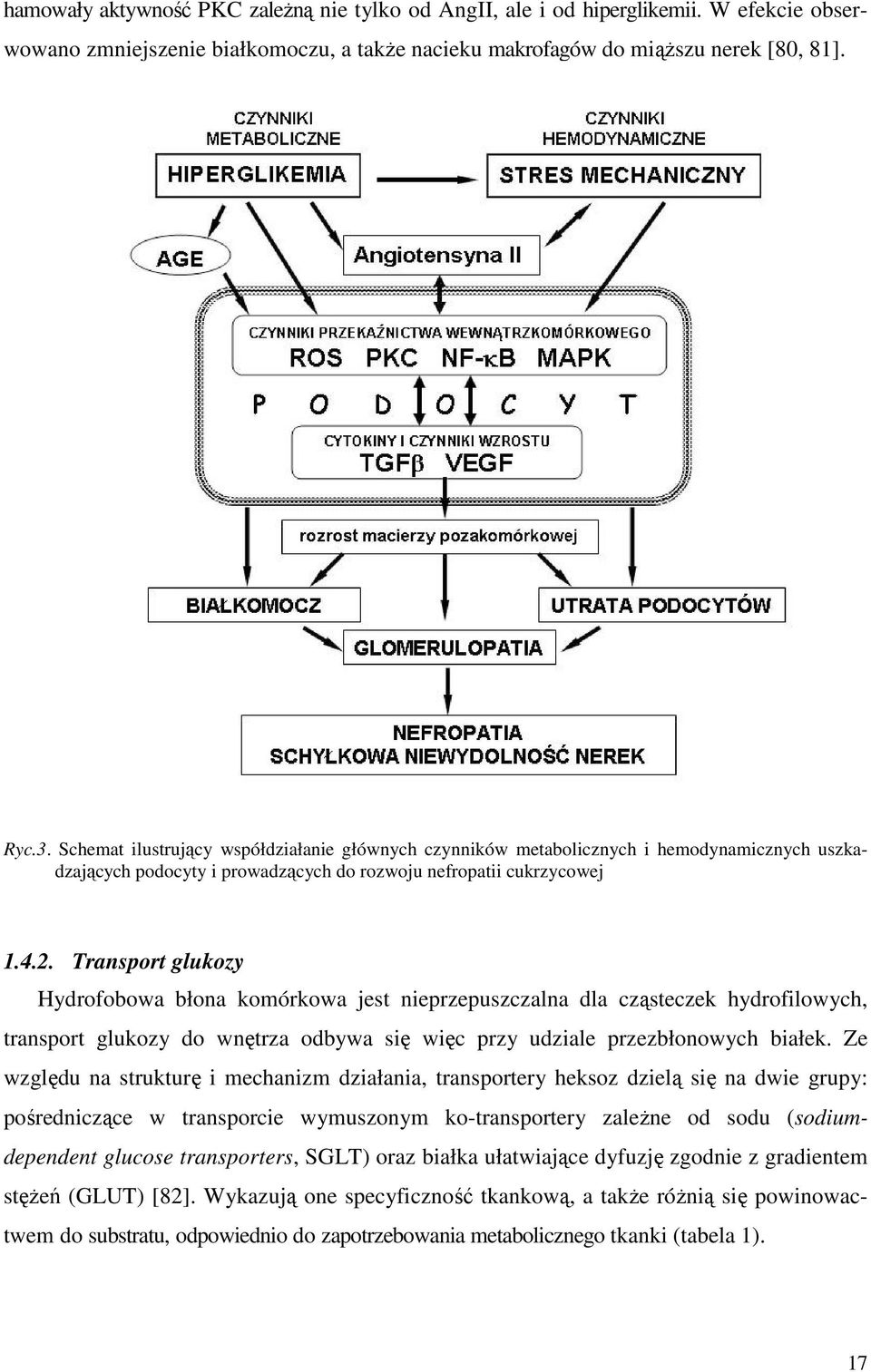 Transport glukozy Hydrofobowa błona komórkowa jest nieprzepuszczalna dla cząsteczek hydrofilowych, transport glukozy do wnętrza odbywa się więc przy udziale przezbłonowych białek.