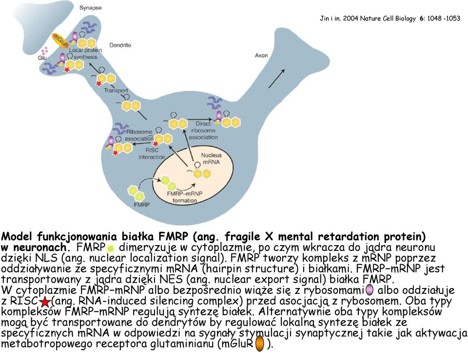 FMRP tworzy kompleks z mrnp poprzez oddziaływanie ze specyficznymi mrna (hairpin structure) i białkami. FMRP mrnp jest transportowany z jądra dzięki NES (ang. nuclear export signal) białka FMRP.