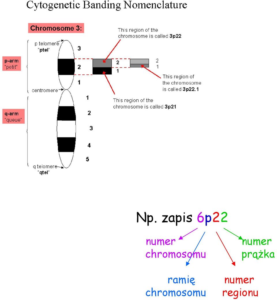 chromosomu ramię