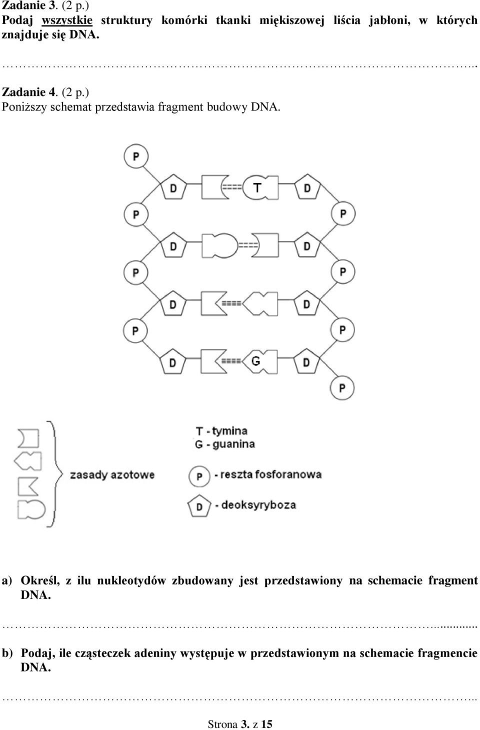 DNA.... Zadanie 4. ( p.) Poniższy schemat przedstawia fragment budowy DNA.