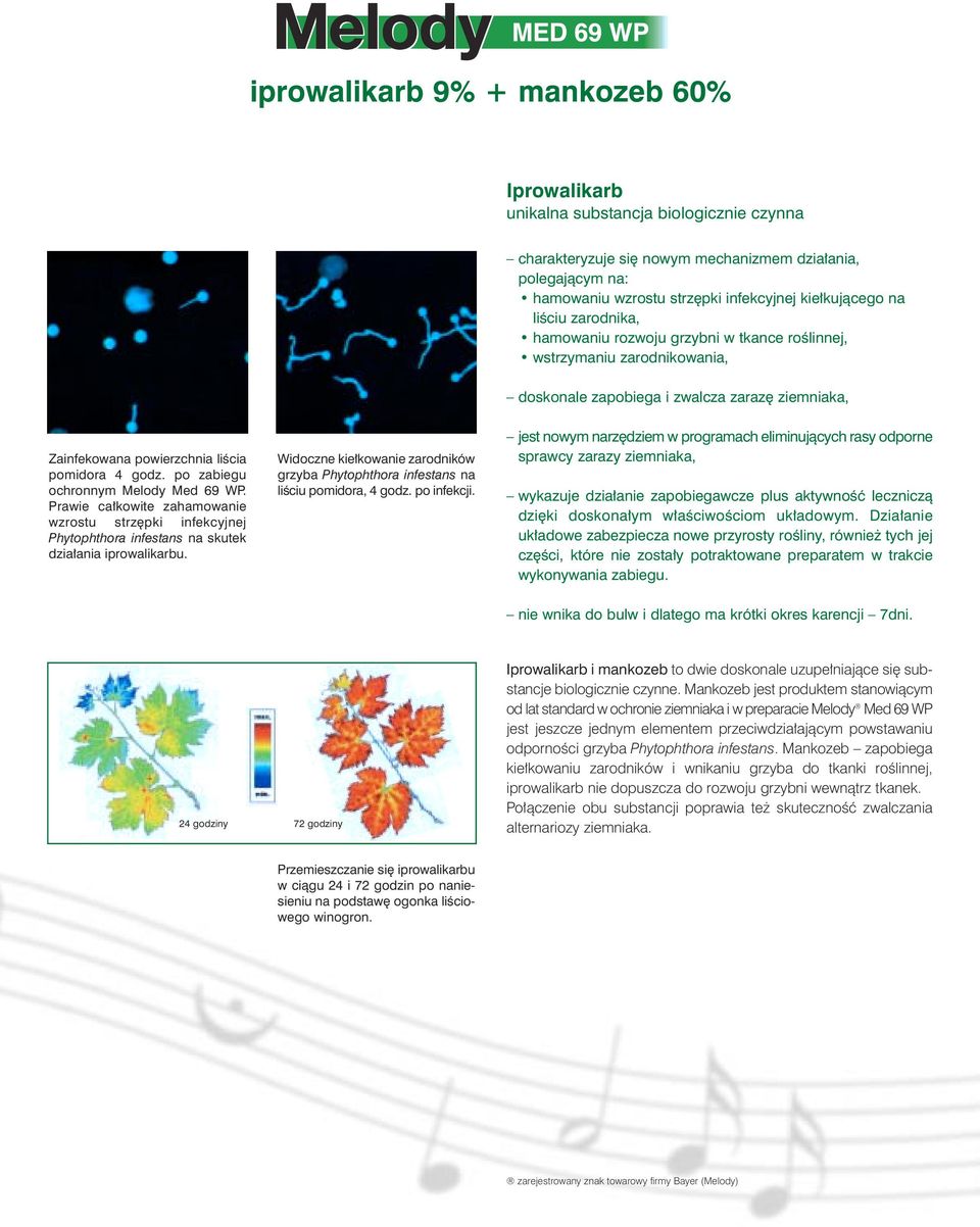 po zabiegu ochronnym Melody Med 69 WP. Prawie ca kowite zahamowanie wzrostu strz pki infekcyjnej Phytophthora infestans na skutek dzia ania iprowalikarbu.