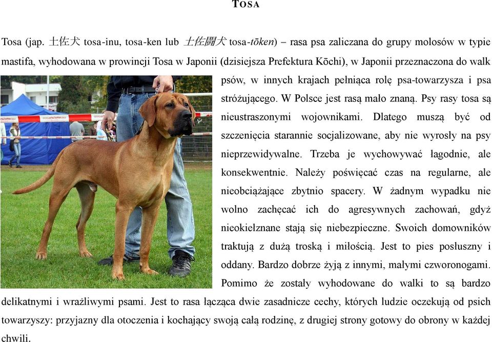 walk psów, w innych krajach pełniąca rolę psa-towarzysza i psa stróżującego. W Polsce jest rasą mało znaną. Psy rasy tosa są nieustraszonymi wojownikami.