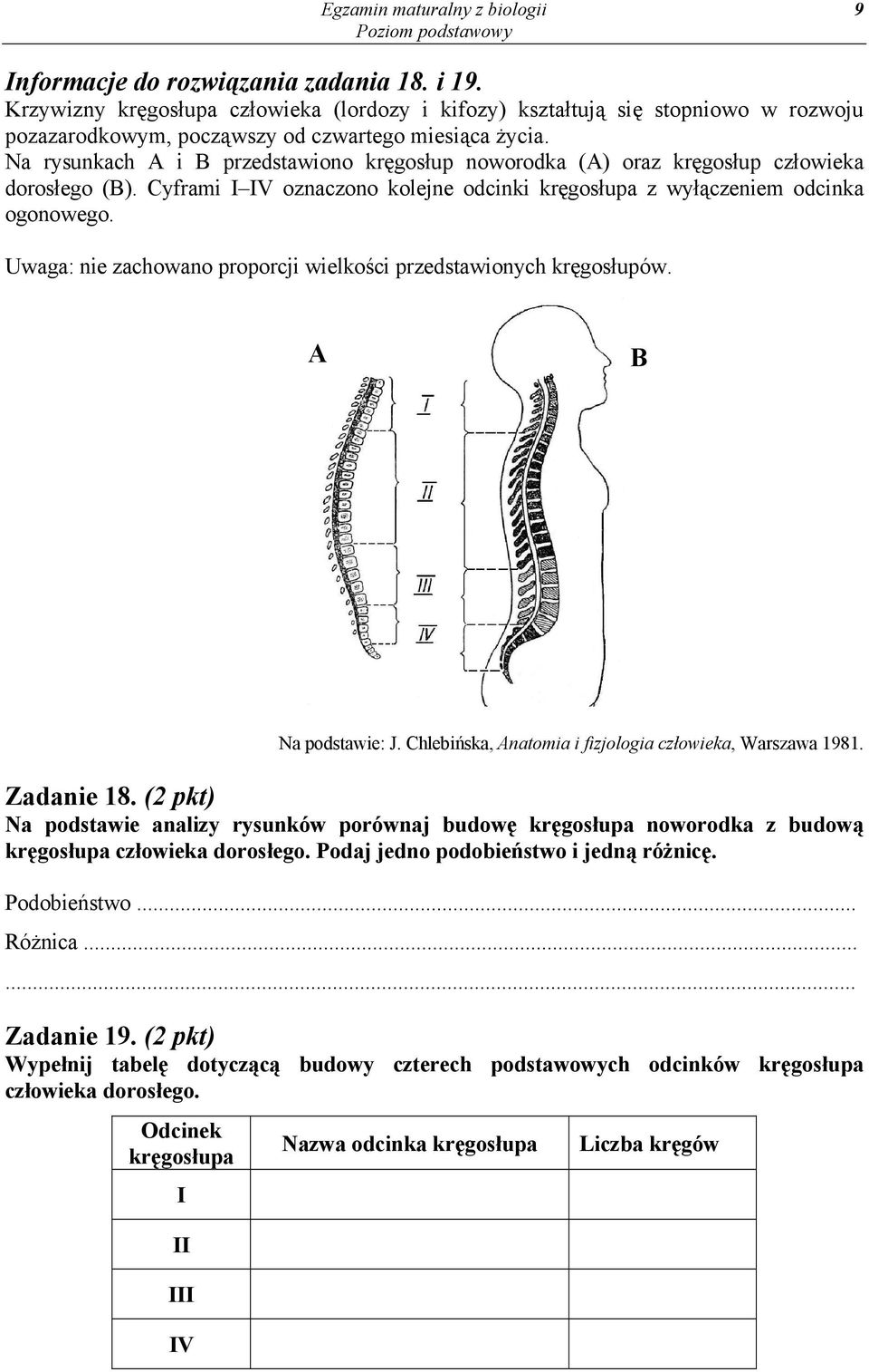 Na rysunkach A i B przedstawiono kręgosłup noworodka (A) oraz kręgosłup człowieka dorosłego (B). Cyframi I IV oznaczono kolejne odcinki kręgosłupa z wyłączeniem odcinka ogonowego.