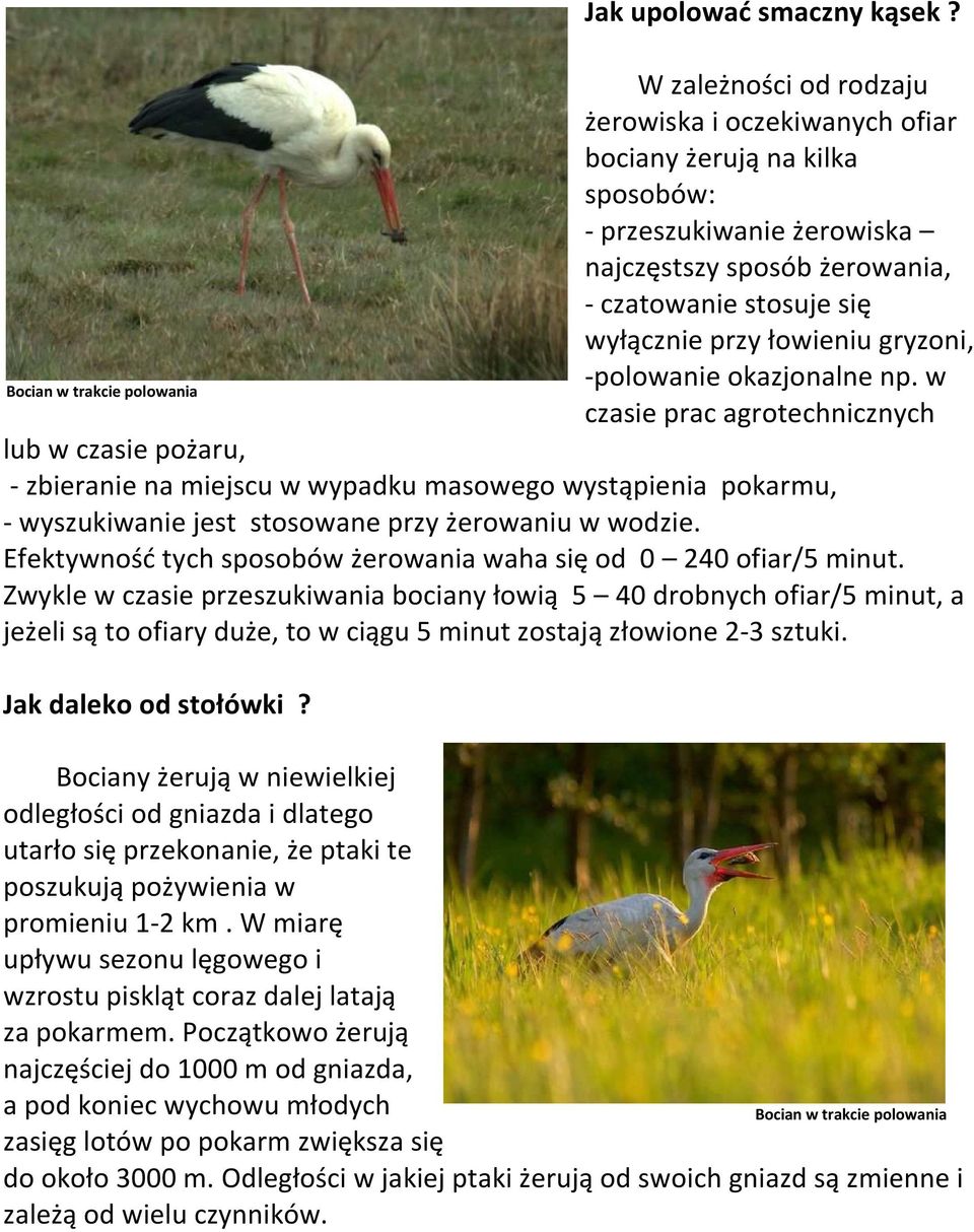 gryzoni, -polowanie okazjonalne np.