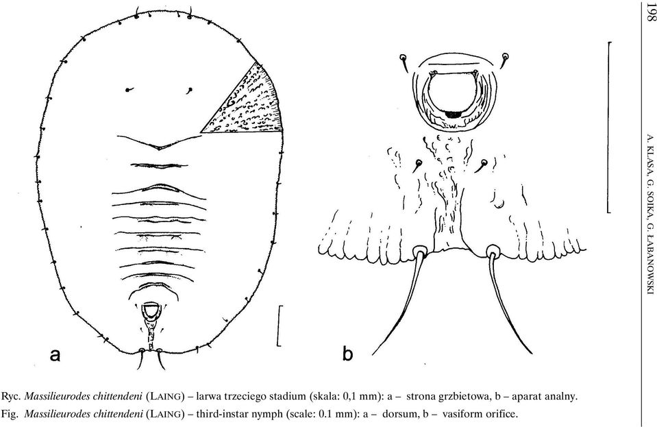 (skala: 0,1 mm): a strona grzbietowa, b aparat analny. Fig.