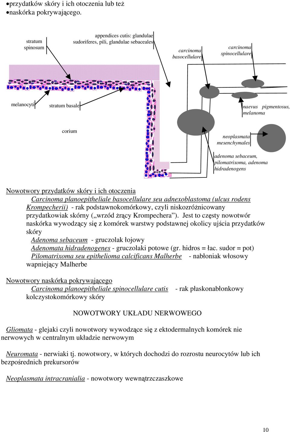 neoplasmata mesenchymales adenoma sebaceum, pilomatrixoma, adenoma hidradenogens Nowotwory przydatków skóry i ich otoczenia Carcinoma planoepitheliale basocellulare seu adnexoblastoma (ulcus rodens