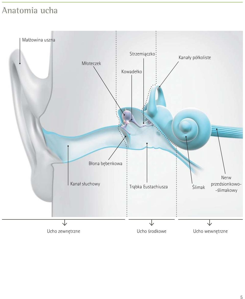 słuchowy Trąbka Eustachiusza Ślimak Nerw