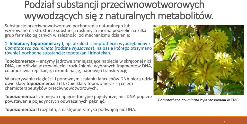 Inhibitory topoizomerazy I, np. alkaloid camptothecin wyodrębniony z Camptotheca acuminata (rodzina Nyssaceae), na bazie którego otrzymano również pochodne substancje: topotekan i irinotekan.