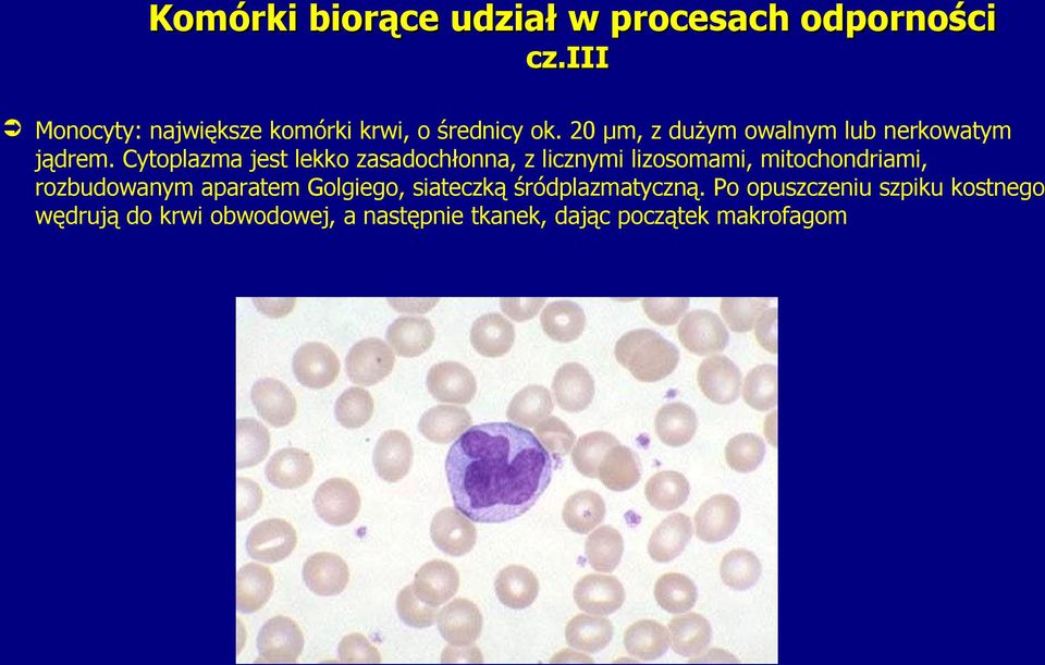 20 µm, z dużym owalnym lub nerkowatym jądrem.