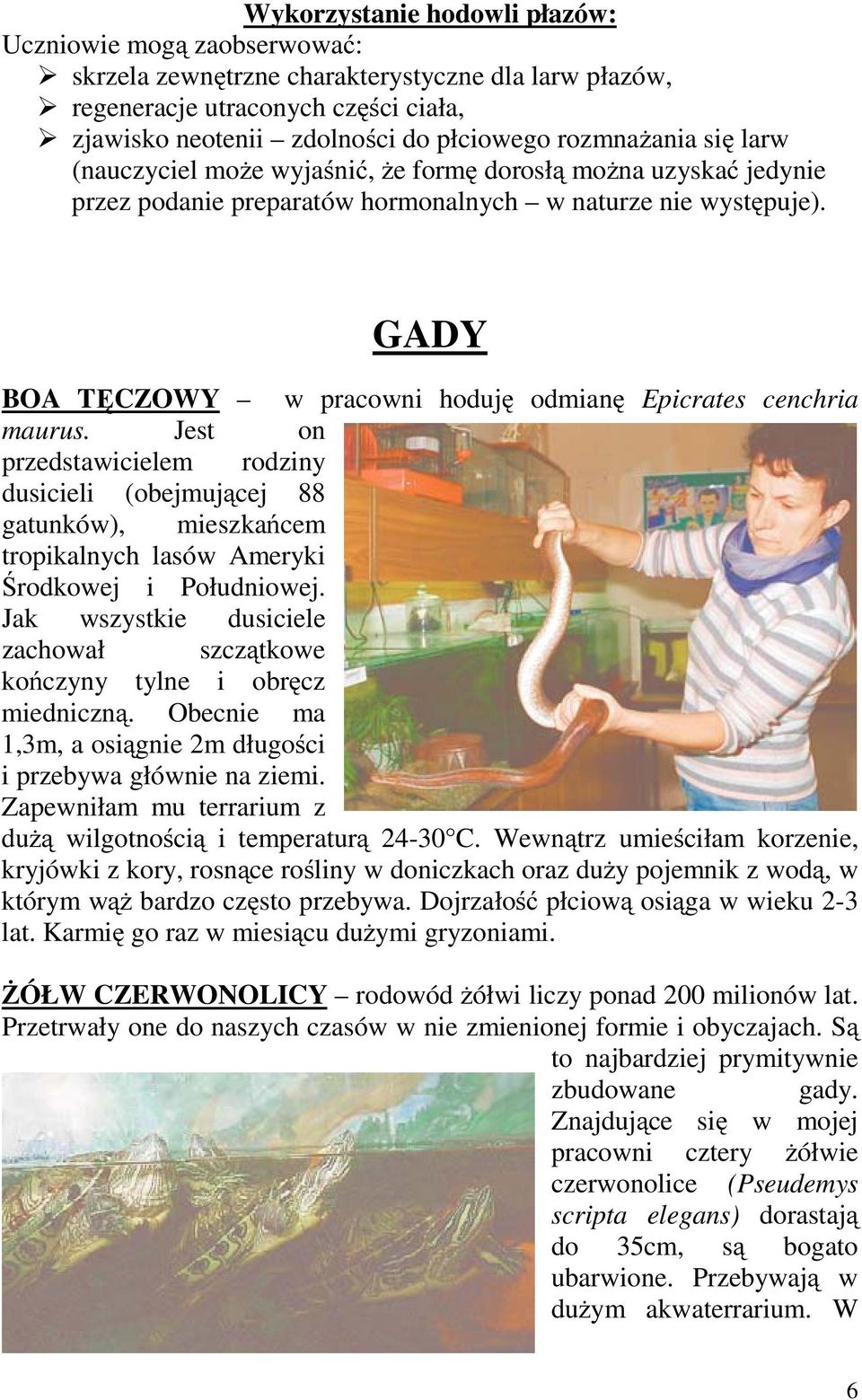 GADY BOA TĘCZOWY w pracowni hoduję odmianę Epicrates cenchria maurus.