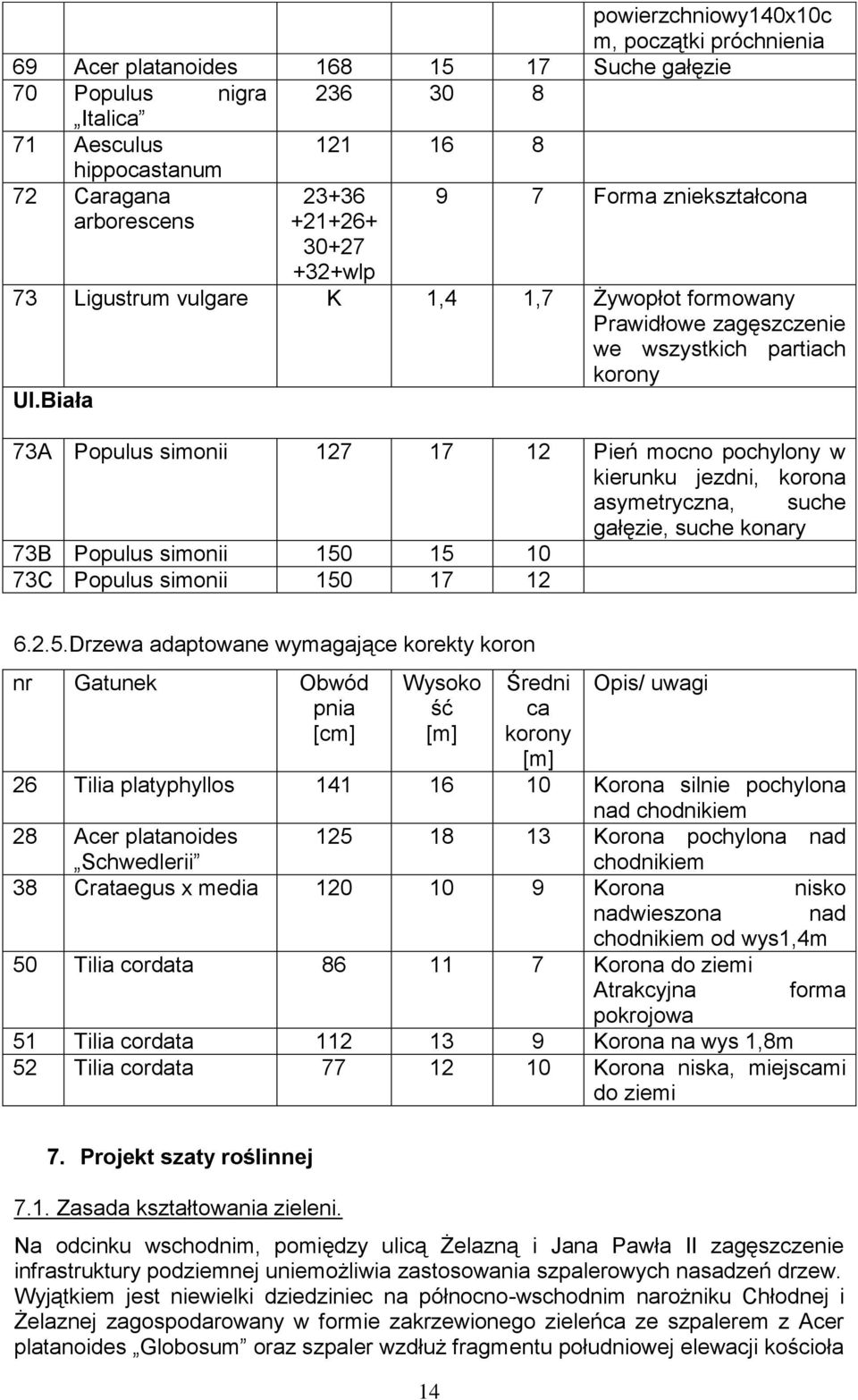 Biała 73A Populus simonii 127 17 12 Pień mocno pochylony w kierunku jezdni, korona asymetryczna, suche gałęzie, suche konary 73B Populus simonii 150