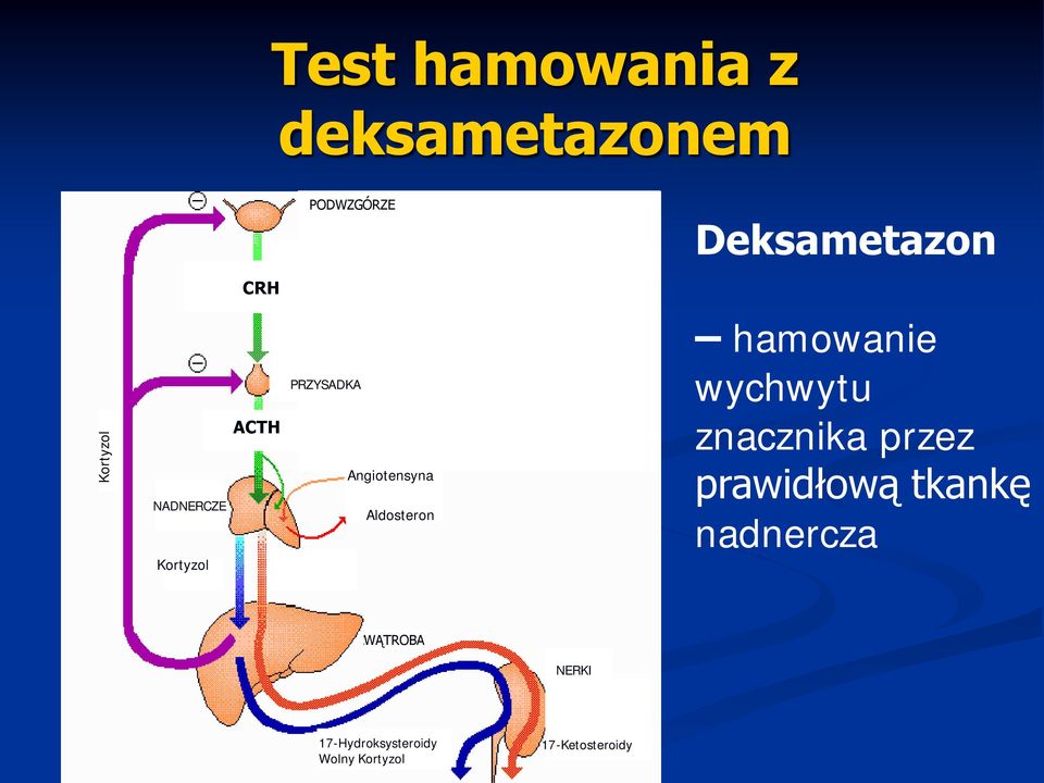 Aldosteron hamowanie wychwytu znacznika przez prawidłową tkankę