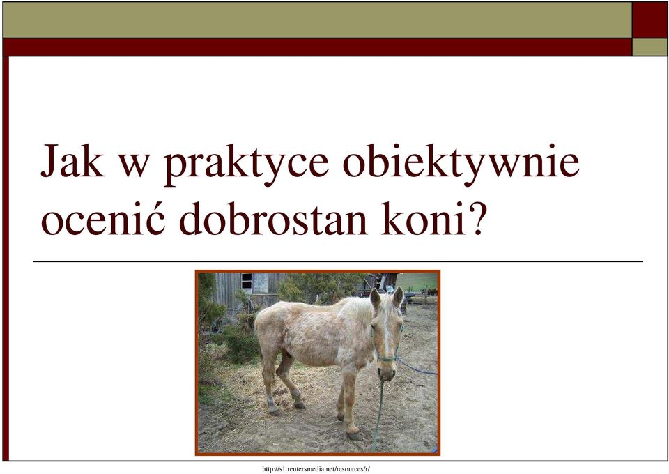 dobrostan koni?