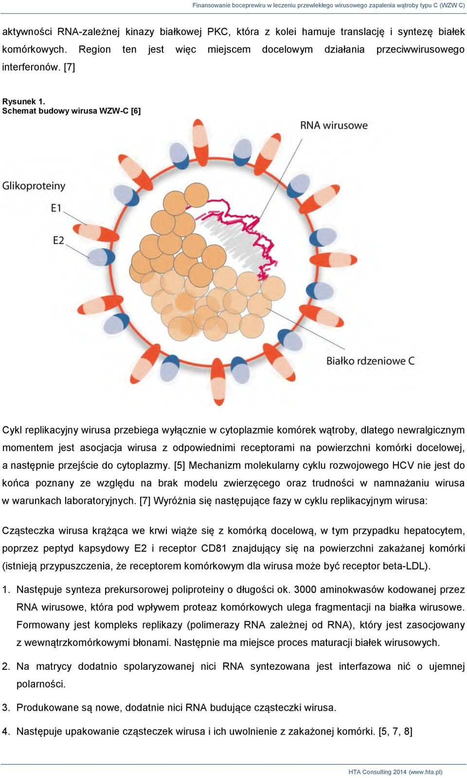 Schemat budowy wirusa WZW-C [6] Cykl replikacyjny wirusa przebiega wyłącznie w cytoplazmie komórek wątroby, dlatego newralgicznym momentem jest asocjacja wirusa z odpowiednimi receptorami na