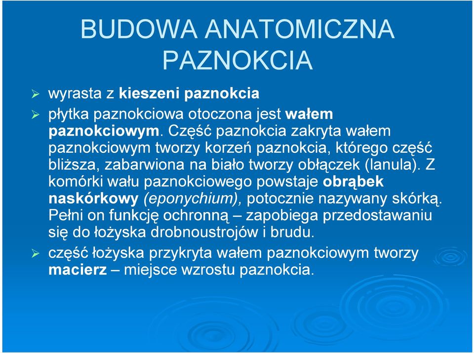 (lanula). Z komórki wału paznokciowego powstaje obrąbek naskórkowy (eponychium), potocznie nazywany skórką.