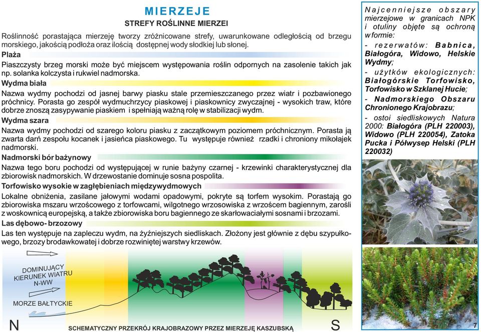 Wydma biała Nazwa wydmy pochodzi od jasnej barwy piasku stale przemieszczanego przez wiatr i pozbawionego próchnicy.