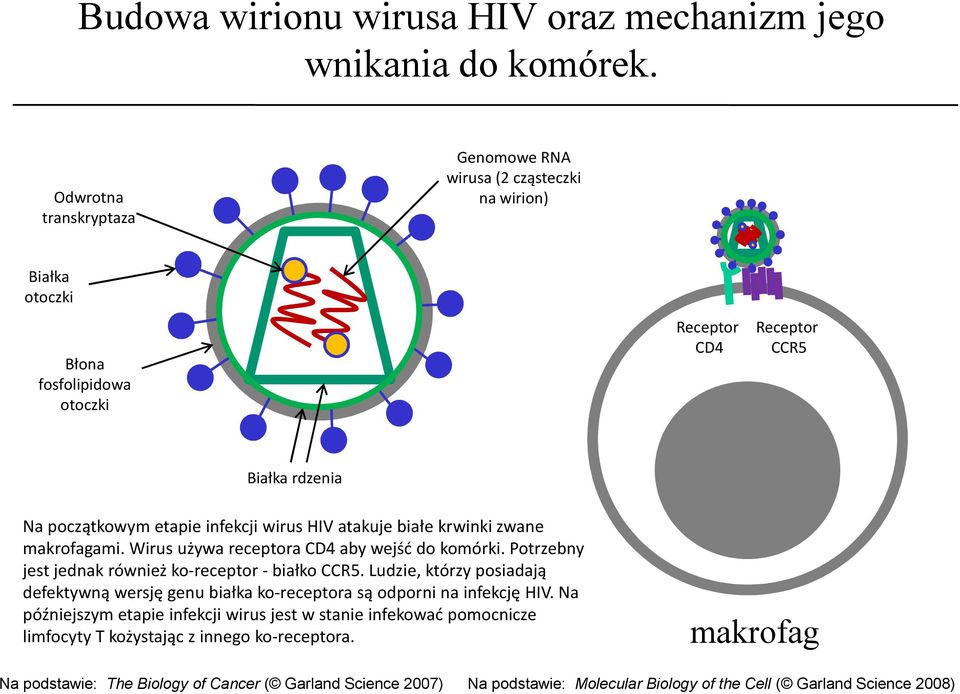 wirus HIV atakuje białe krwinki zwane makrofagami. Wirus używa receptora CD4 aby wejść do komórki. Potrzebny jest jednak również ko-receptor -białko CCR5.