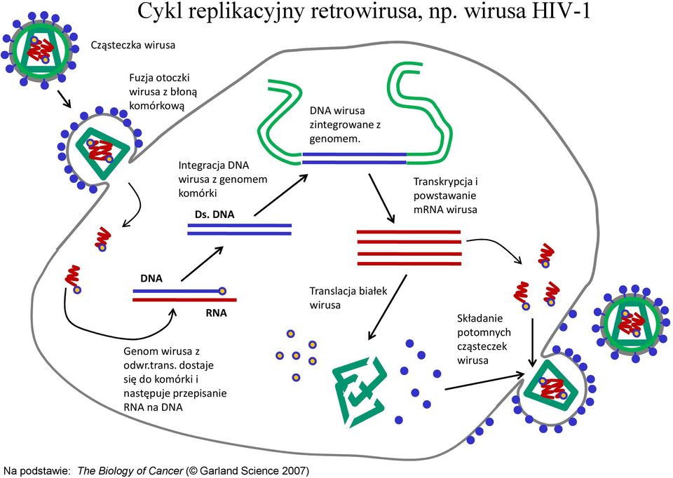 Integracja DNA wirusa z genomem komórki Ds.