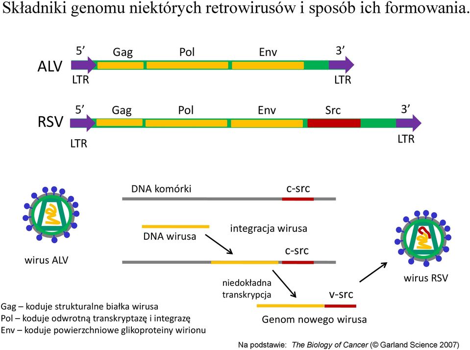 strukturalne białka wirusa Pol koduje odwrotną transkryptazę i integrazę Env koduje powierzchniowe
