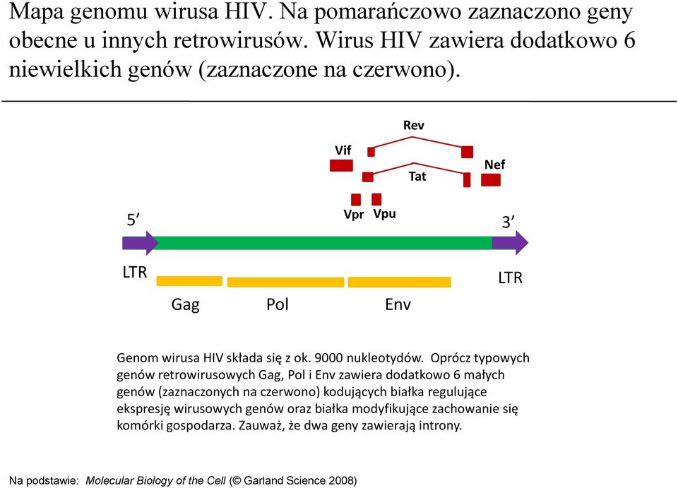 Vif Rev Tat Nef Vpr Vpu 5 3 LTR Gag Pol Env LTR Genom wirusa HIV składa się z ok. 9000 nukleotydów.