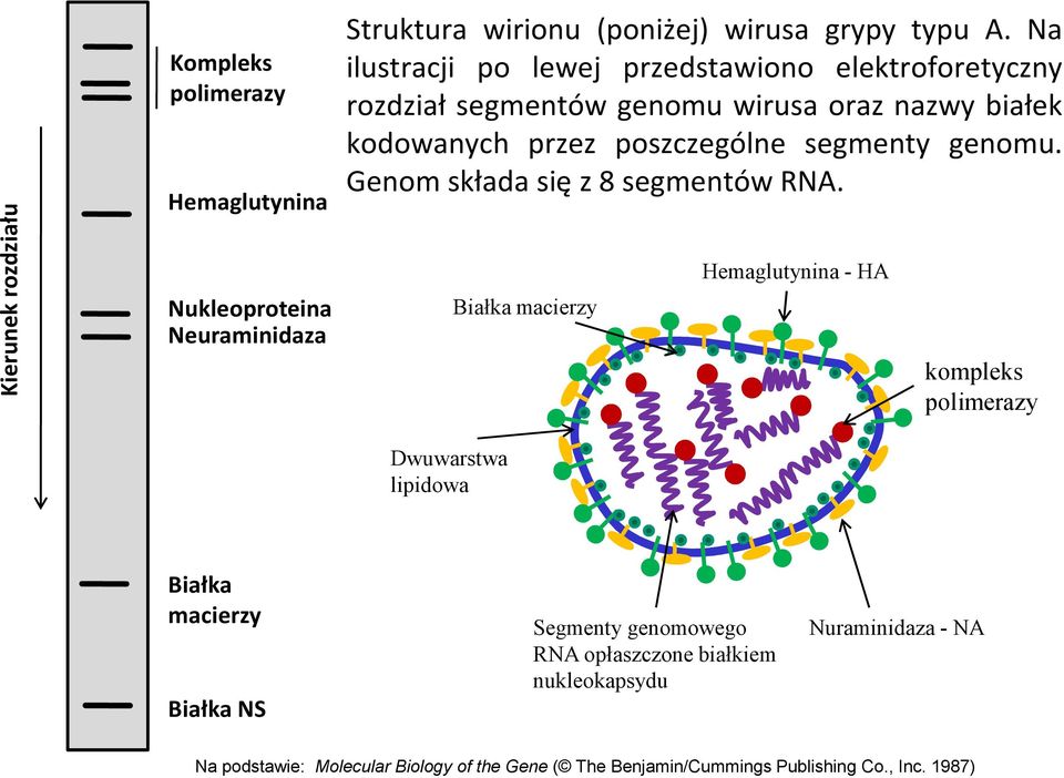 genomu. Genomskładasięz8segmentówRNA.