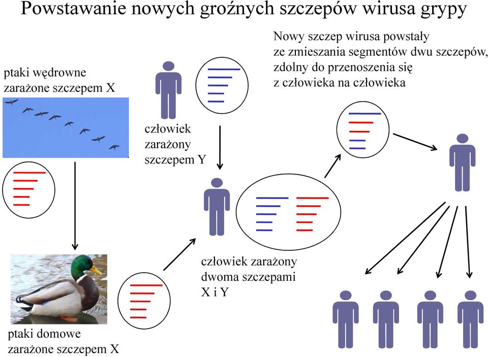 szczepów, zdolny do przenoszenia się z człowieka na człowieka człowiek