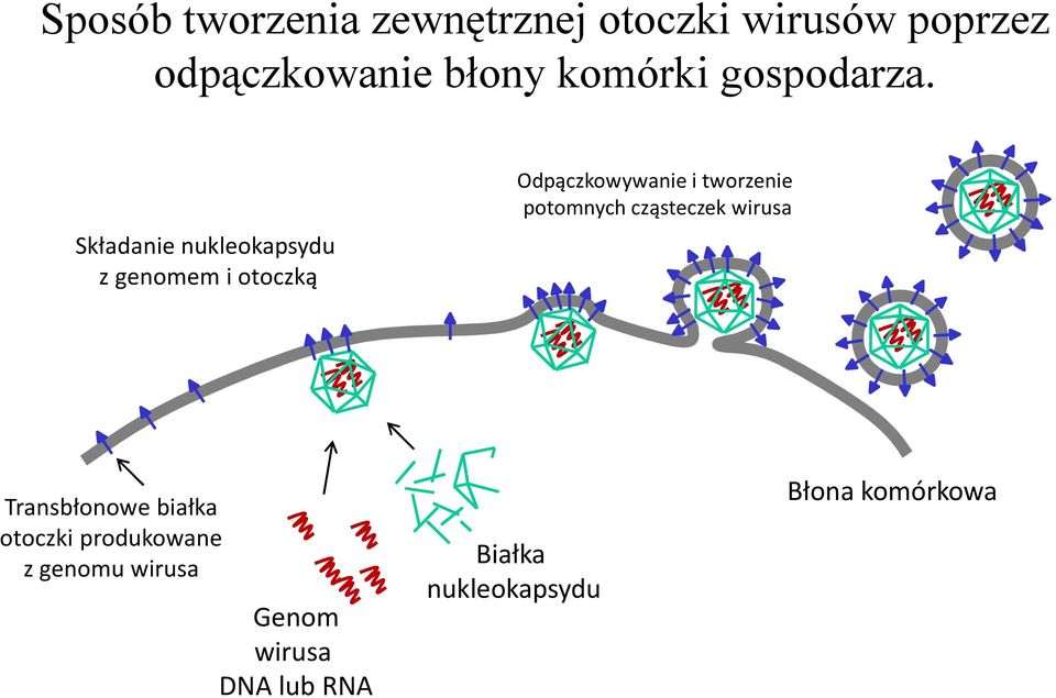 Składanie nukleokapsydu z genomem i otoczką Odpączkowywanie i tworzenie