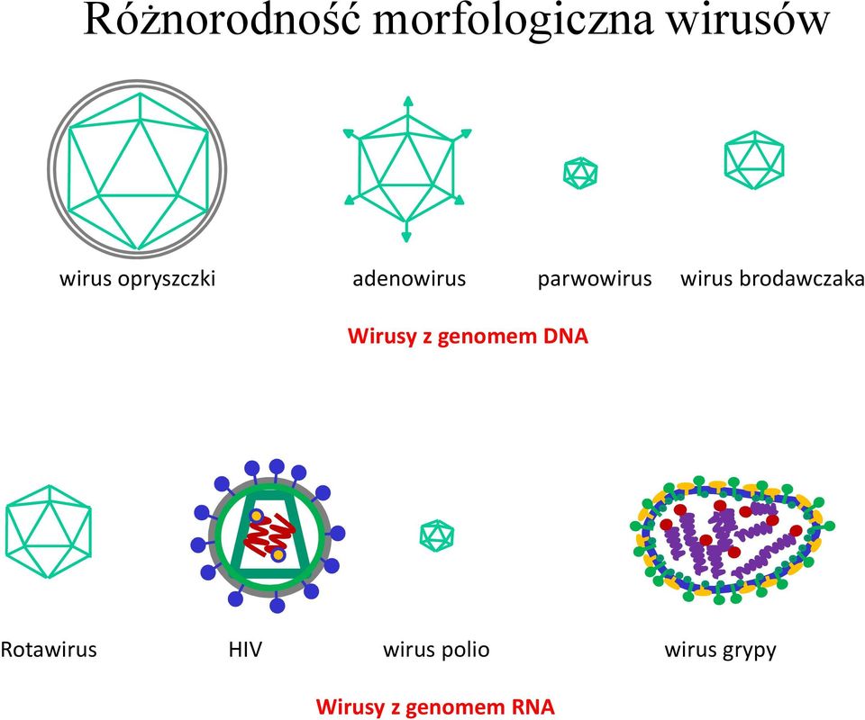 brodawczaka Wirusy z genomem DNA Rotawirus