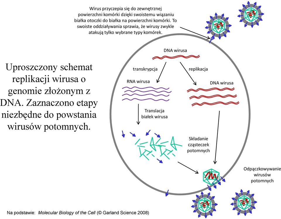 DNA wirusa Uproszczony schemat replikacji wirusa o genomie złożonym z DNA. Zaznaczono etapy niezbędne do powstania wirusów potomnych.