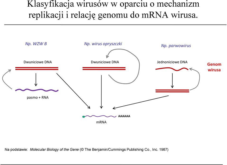 parwowirus Dwuniciowe DNA Dwuniciowe DNA Jednoniciowe DNA Genom wirusa pasmo