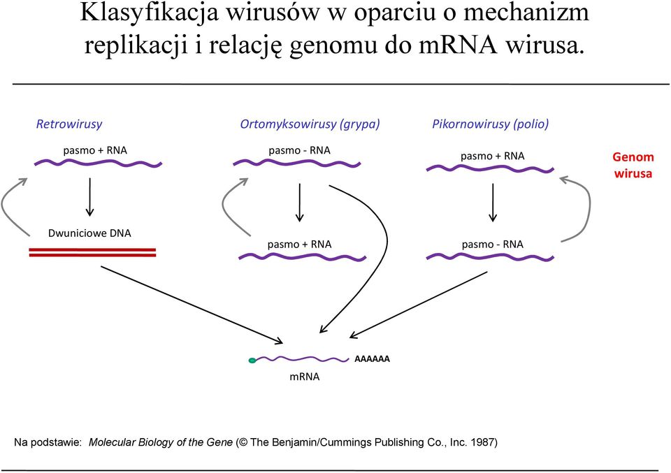 Retrowirusy Ortomyksowirusy (grypa) Pikornowirusy (polio) pasmo + RNA pasmo -RNA